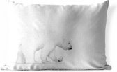 Buitenkussens - Tuin - ijsbeer voor witte achtergrond - 50x30 cm
