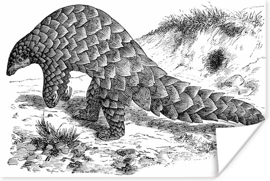 Illustration d un pangolin g ant en poster noir et blanc 90x60 cm