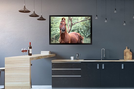 Photo encadrée - Un cheval Kathiawari dans le cadre photo nature boisé noir 90x60 cm - Affiche encadrée (Décoration murale salon / chambre)