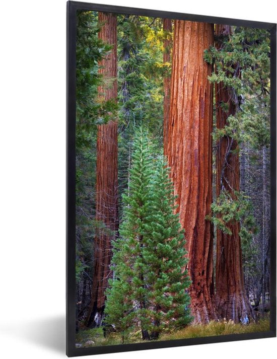 Fotolijst incl. Poster - Een Redwood boom in het bos - 20x30 cm - Posterlijst