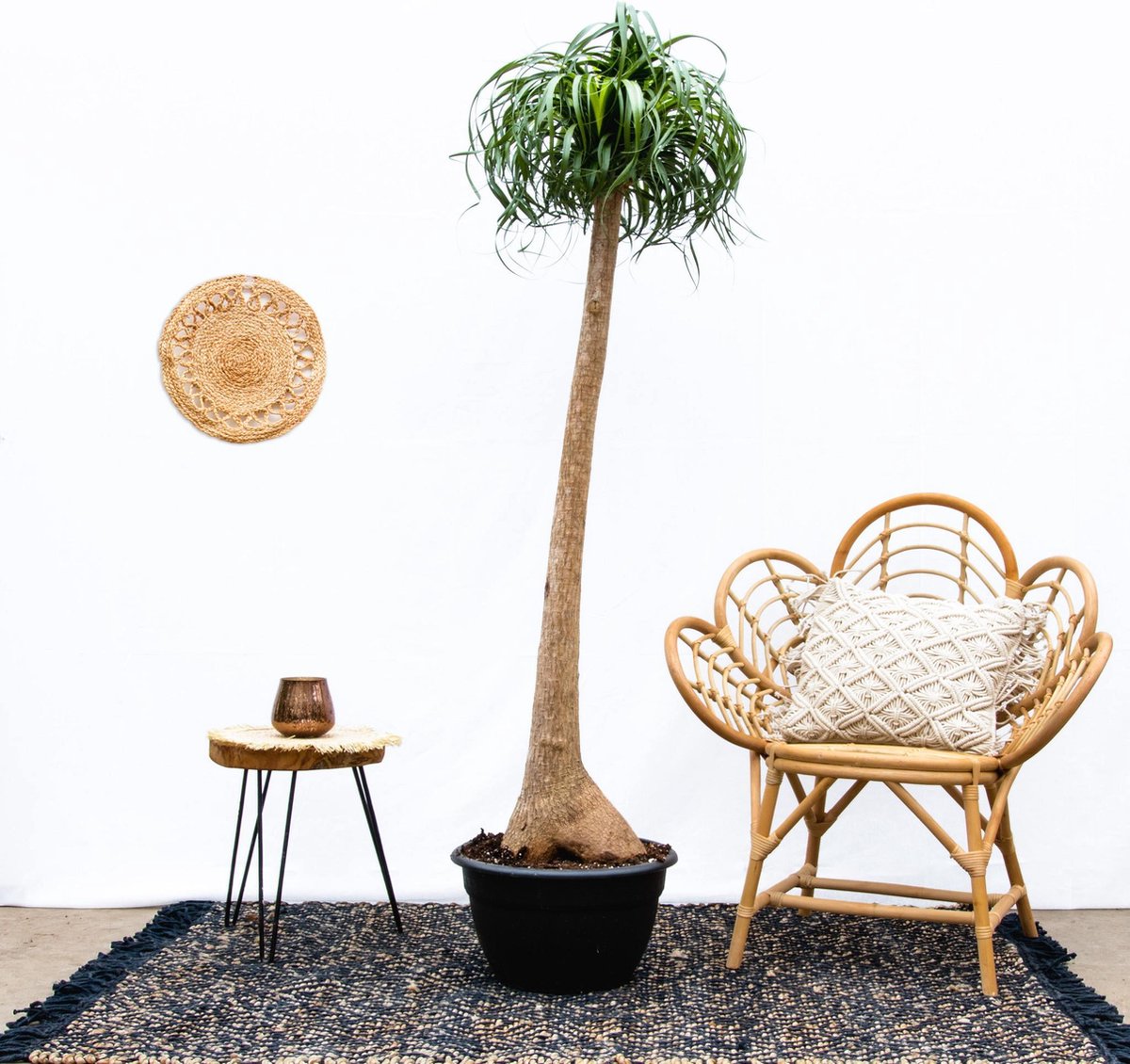 Beaucarnea XXL - 180 cm
