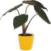 Kamerplant Alocasia Wentii - Olifantsoor - ± 30cm hoog – 12cm diameter - in gele pot