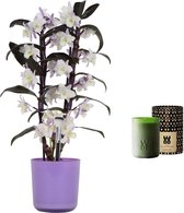 Mama's Bloemen - Set Bamboo Orchid ‘make-upz Purple’ En Geurkaars Lucky Candle Green - Vers Boeket Bloemen - ↨ 55cm - ⌀ 12cm