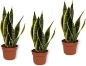 WL Plants - 3x Sansevieria Laurentii - Vrouwentong - Kamerplanten - Gemakkelijk Te Verzorgen - ± 40cm hoog – 12 cm diameter - In Kweekpot