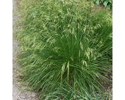 6x Deschampsia cespitosa 'Goldtau' - Smele - Pot 9x9 cm
