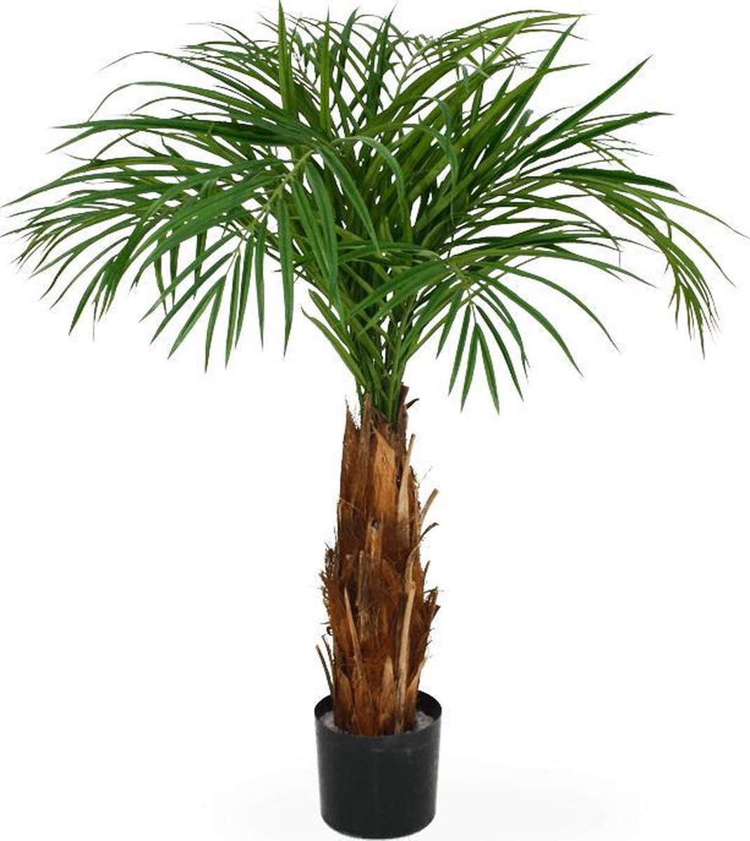 Shop Palm Online - Plant New Day
