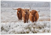 Tuinposter – Drie Schotse Hooglanders - 120x80cm Foto op Tuinposter  (wanddecoratie voor buiten en binnen)