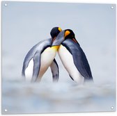 Tuinposter – Knuffelende Pinguïns  - 80x80cm Foto op Tuinposter  (wanddecoratie voor buiten en binnen)