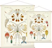 Calanus - Copepoda (Kunstformen der Natur), Ernst Haeckel - Foto op Textielposter - 45 x 60 cm