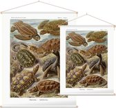 Testudo - Chelonia (Kunstformen der Natur), Ernst Haeckel - Foto op Textielposter - 120 x 160 cm