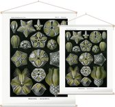 Pentremites - Blastoidea (Kunstformen der Natur), Ernst Haeckel - Foto op Textielposter - 120 x 160 cm