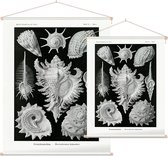 Murex - Ctenohranchia (Kunstformen der Natur), Ernst Haeckel - Foto op Textielposter - 60 x 80 cm