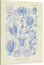 Hormiphora - Ctenophorae (Kunstformen der Natur), Ernst Haeckel - Foto op Canvas - 30 x 40 cm