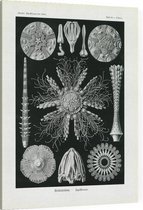 Cidaris - Echinidea (Kunstformen der Natur), Ernst Haeckel - Foto op Canvas - 45 x 60 cm