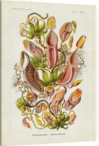 Nepenthes - Nepenthaceae (Kunstformen der Natur), Ernst Haeckel - Foto op Canvas - 75 x 100 cm