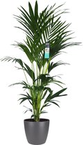 Hellogreen Kamerplant - XL Kentia Palm - 170 cm - ELHO Brussels antraciet