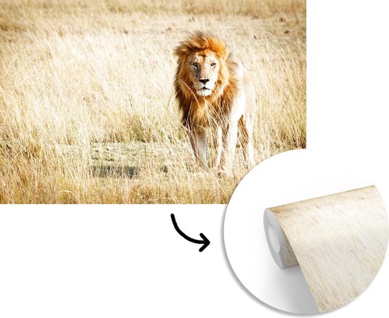 Papier Peint - Papier peint photo Lions - Afrique - Herbe - Largeur 360 cm x Hauteur 240 cm