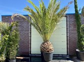Palmboom - Phoenix Canariensis - stamhoogte 40-50 cm