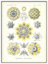 Collosphaera - Polycyttaria (Kunstformen der Natur), Ernst Haeckel - Foto op Akoestisch paneel - 120 x 160 cm