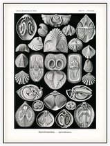 Terebratula - Spirohranchia (Kunstformen der Natur), Ernst Haeckel - Foto op Akoestisch paneel - 150 x 200 cm