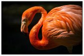 Flamingo op zwarte achtergrond - Foto op Akoestisch paneel - 150 x 100 cm