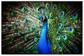 Imposante Pauw met kleurrijk verendek - Foto op Akoestisch paneel - 90 x 60 cm
