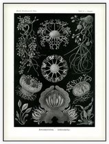 Erysiphe - Ascomycetes (Kunstformen der Natur), Ernst Haeckel - Foto op Akoestisch paneel - 90 x 120 cm