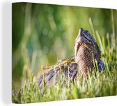 Tortue serpentine dans l'herbe toile 2cm 160x120 cm - Tirage photo sur toile (Décoration murale salon / chambre) / Animaux sauvages Peintures sur toile XXL / Groot format!
