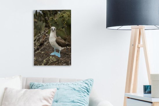 Un fou aux pieds bleus regarde dans l'appareil photo Toile 20x30 cm - petit - Tirage photo sur toile (Décoration murale salon / chambre)