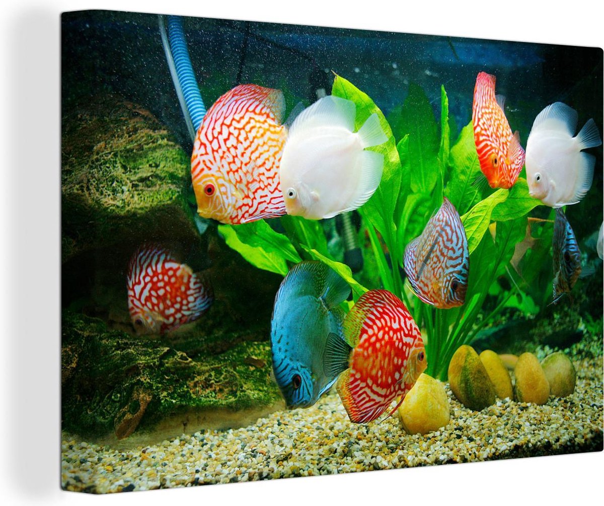 Canvas Schilderij Vissen in een aquarium - 30x20 cm - Wanddecoratie