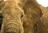 Tuinposter - Olifant / Wildlife - bruin  - 160 x 240 cm