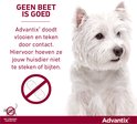 Witte West Highland White Terrier hond. Advantix doodt vlooien en teken door contact.