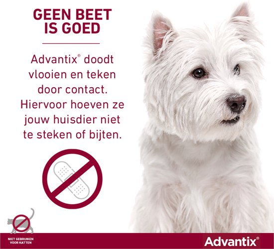 Witte West Highland White Terrier hond. Advantix doodt vlooien en teken door contact.