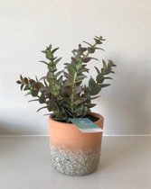 Vetplant Kunstplant 20 cm hoog incl pot