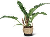 We Love Plants - Philodendron Narrow + Mand Mirjam - 55 cm hoog - Schaduwplant