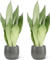 We Love Plants - Sansevieria Moonshine + Pot Luc - 2 stuks - 50 cm hoog - Vrouwentong