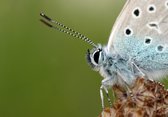 Tuinposter - Dieren - Wildlife / Vlinder / nachtvlinder in wit / beige / groen / zwart  -  60 x 90 cm.