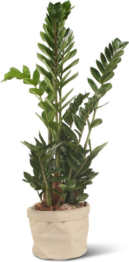 We Love Plants - Zamioculcas Zamiifolia + Plantbag Creme - 80 cm hoog - Makkelijke kamerplant