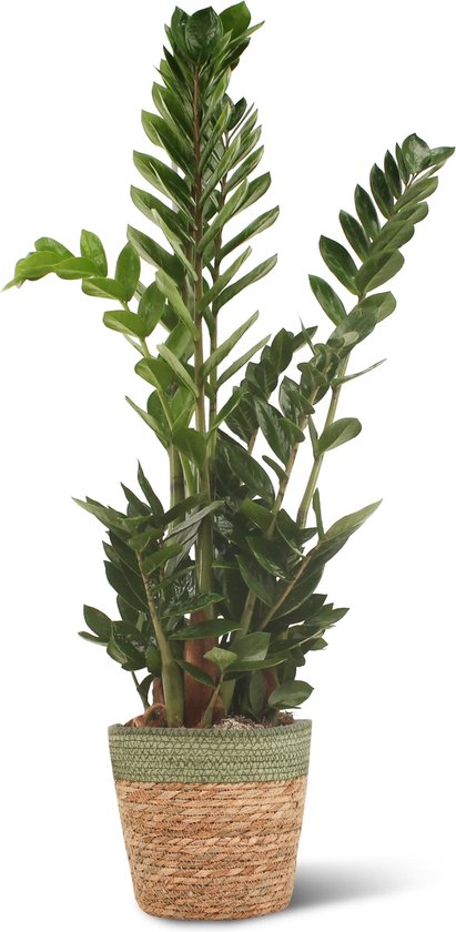 We Love Plants - Zamioculcas Zamiifolia + Mand Irma - 80 cm hoog - Makkelijke kamerplant