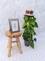 Toffe Kamerplant - Epipremnum Scindapsus met Mosstok (80 cm) - Vers van de Kweker