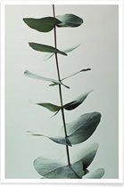 JUNIQE - Poster Eucalyptus Green -13x18 /Groen & Wit