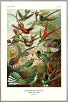 JUNIQE - Poster in kunststof lijst Haeckel - Hummingbirds and