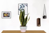 Kamerplant Sansevieria - Vrouwentong - ± 40cm hoog - In roze betonnen pot