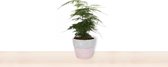 Kamerplant Asparagus Plumosus – Aspergeplant - ± 25cm hoog – 12 cm diameter - in betonnen roze pot