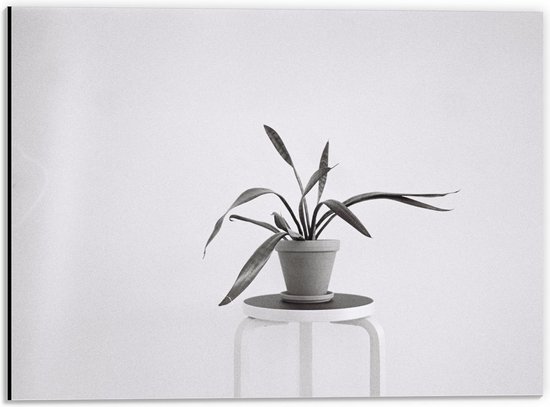 Dibond - Zwart-Witte foto van Plant op Kruk - 40x30cm Foto op Aluminium (Wanddecoratie van metaal)