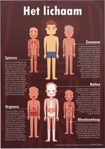 Educatieve poster (Forex) - Biologie het complete lichaam - 90 x 120 cm