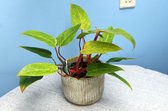 Plant 'n Bak Philodendron Painted Lady - D15 H45 1 Stuks