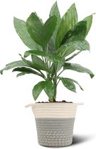 We Love Plants - Chamaedorea Elegans + Mand Dylan - 55 cm hoog - Bergpalm