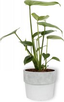 Kamerplant Monstera Deliciosa Tauerii – Gatenplant - ± 30cm hoog – 12 cm diameter  - in witte betonnen pot