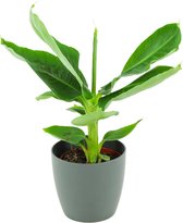 ZynesFlora - Musa Dwarf in Antraciet Sierpot - Bananenplant - Ø 12 cm - Hoogte: 30 cm - Luchtzuiverend - Kamerplant